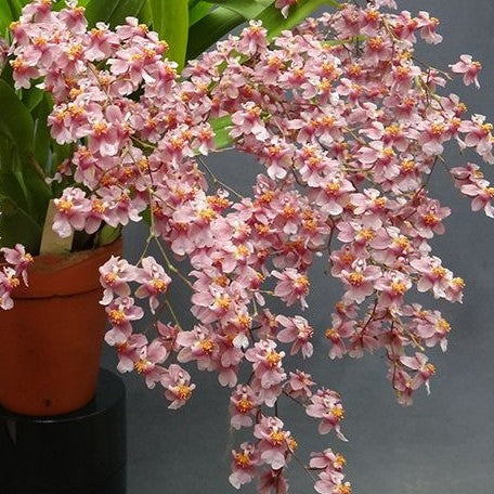 Jinsiy buzuq qizi va dadasi Permda katta yoshli ayol bilan jinsiy aloqa