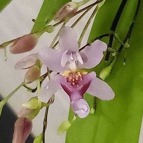 Oncidium Tsiku Marguerite 'Chian Tzy Yearning' 2.5"