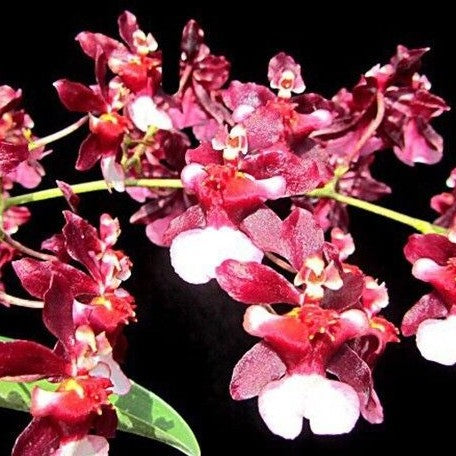 Oncidium Jairak Fragrance 'Ruby Doll' 2.5"