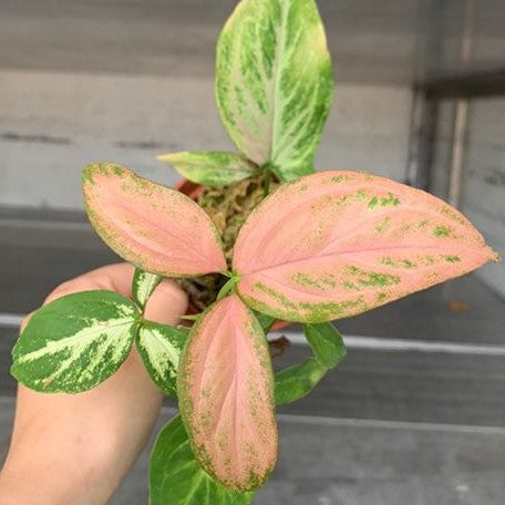 Syngonium podophyllum 'Pink Spot' variegated 2.5"