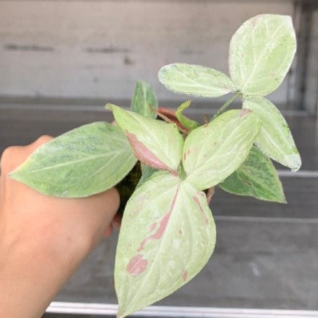 Syngonium podophyllum 'Pink Spot' variegated 2.5"
