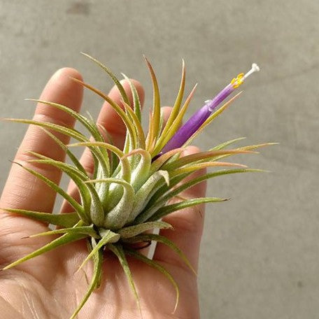 Tillandsia ionantha 'Rubra' bareroot