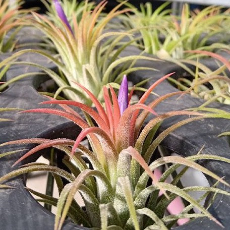 Tillandsia ionantha 'Rubra' bareroot