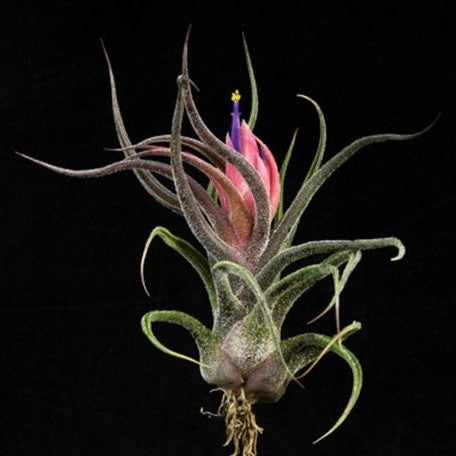 Tillandsia pruinosa bareroot