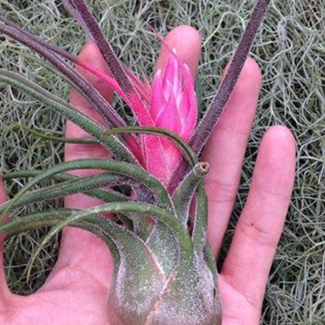 Tillandsia pruinosa bareroot