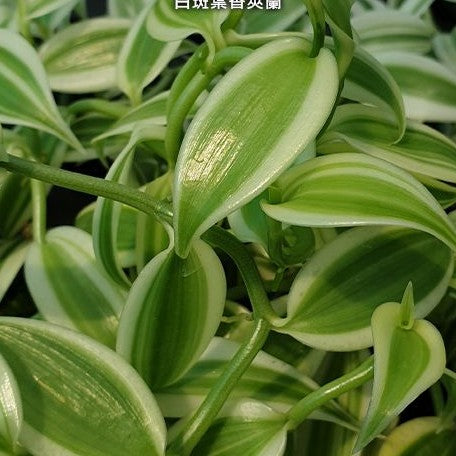 Vanilla planifolia 'Albo Variegata' (= Vanilla somai Hayataara 'Albo Variegata') variegated 1.7"