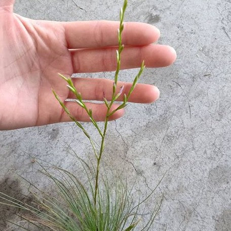 Tillandsia filifolia bareroot