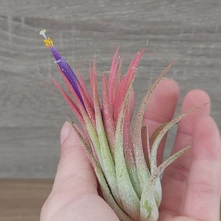 Tillandsia ionantha 'Peach' bareroot