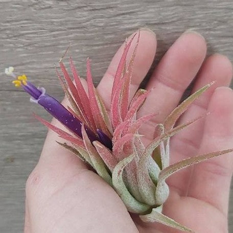 Tillandsia ionantha 'Peach' bareroot