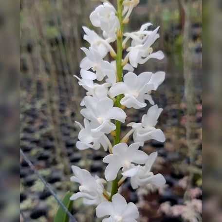 Rhynchostylis coelestis var. alba × sib bareroot Fragrant