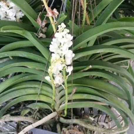 Rhynchostylis coelestis var. alba × sib bareroot