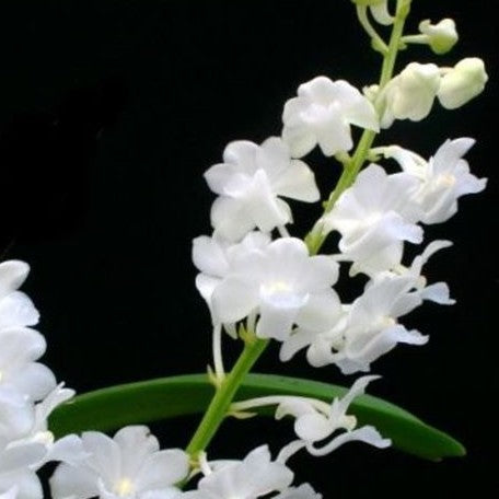 Rhynchostylis coelestis var. alba × sib bareroot Fragrant