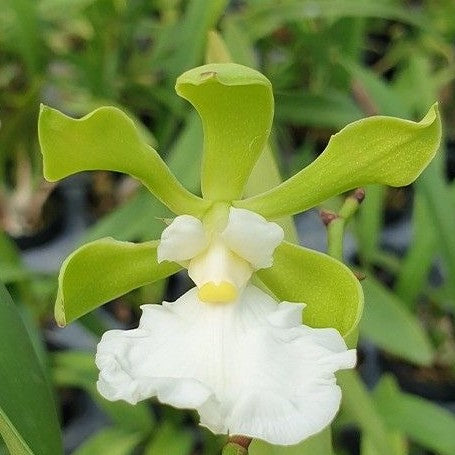 Encyclia cordigera var. alba × sib 2.5"