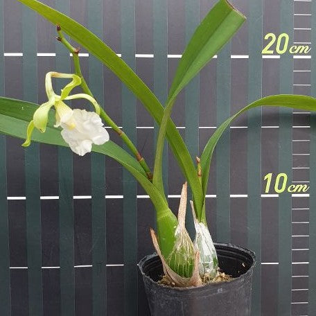 Encyclia cordigera var. alba × sib 2.5"