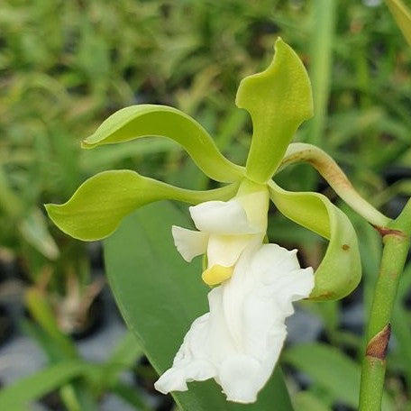 Encyclia cordigera var. alba × sib 2.5"