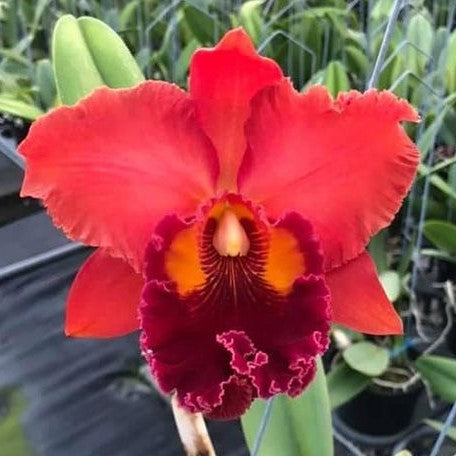 Rhyncholaeliocattleya Nakornchaisri Red 'Red Papaya' 4.0"