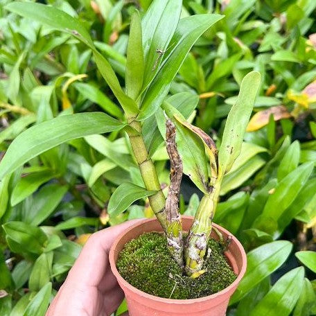 Dendrobium formosum Petaloid alba 'White Feather' 3.0"