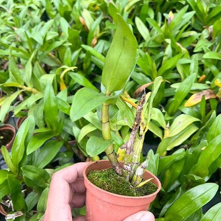 Dendrobium formosum Petaloid alba 'White Feather' 3.0"