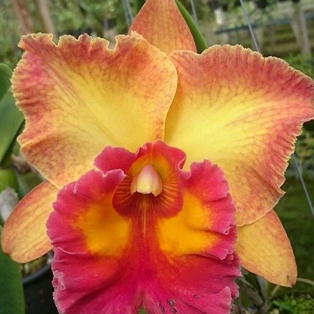 Rhyncholaeliocattleya Chomthong Fancy 'Fireball' 3.5"