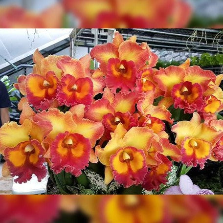 Rhyncholaeliocattleya Chomthong Fancy 'Fireball' 3.5"