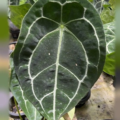 Anthurium forgetii 3.5"