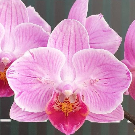 Phalaenopsis Miki Pink Rabbit '174' (peloric 2 eyes) 2.5"