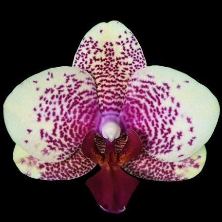 Phalaenopsis Hsinying Leopard × Tying Shin Golden Rose 2.5"