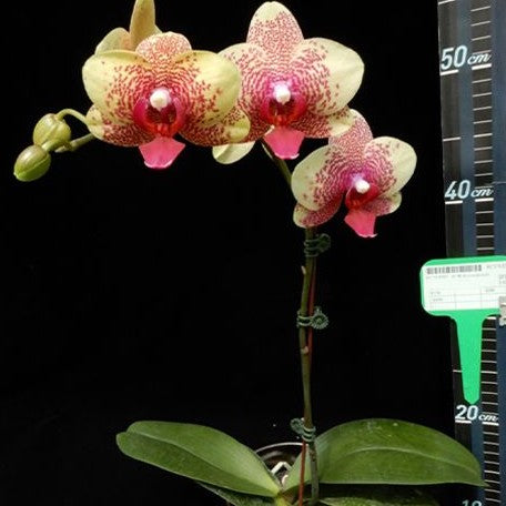 Phalaenopsis Hsinying Leopard × Tying Shin Golden Rose 2.5"