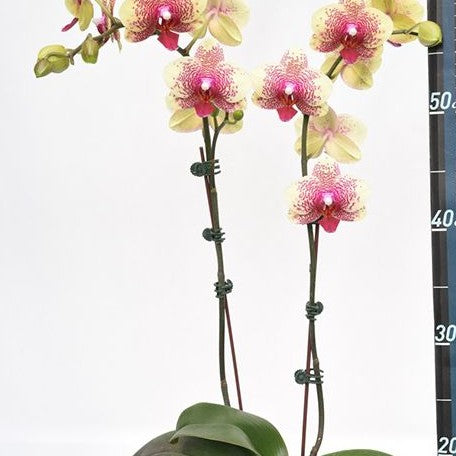 Phalaenopsis Hsinying Leopard × Tying Shin Golden Rose 2.5"