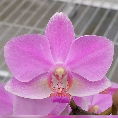 Phalaenopsis Hatuyuki 'Pink' 2.5"