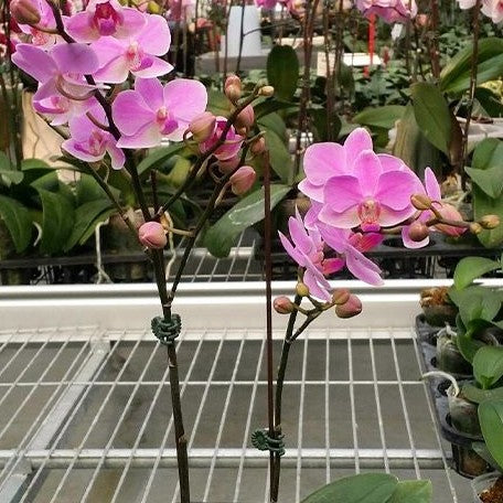 Phalaenopsis Hatuyuki 'Pink' 2.5"