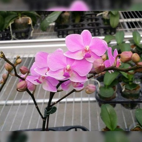 Phalaenopsis Hatuyuki 'Pink' 2.5"