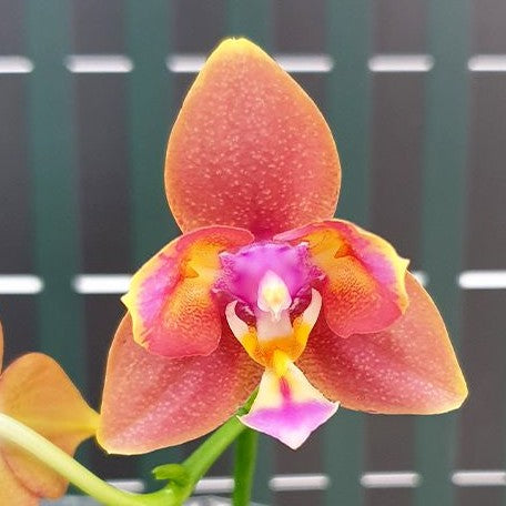 Phalaenopsis Meidarland Chambe '3253' (peloric) 2.5"