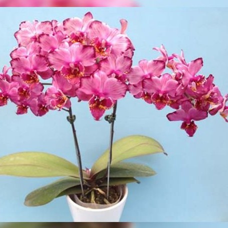 Phalaenopsis Champion Colorful 2.5"