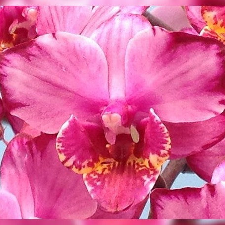 Phalaenopsis Champion Colorful 2.5"