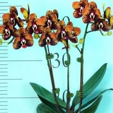 Phalaenopsis GC Reyoung Lava 2.5"