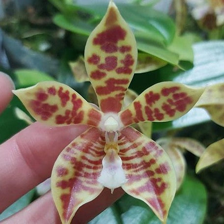 Phalaenopsis Almanis × sib 2.5" Fragrant