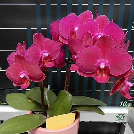 Phalaenopsis Dragon Tree × Shich Dang Cherry 2.5"