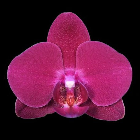 Phalaenopsis Dragon Tree × Shich Dang Cherry 2.5"