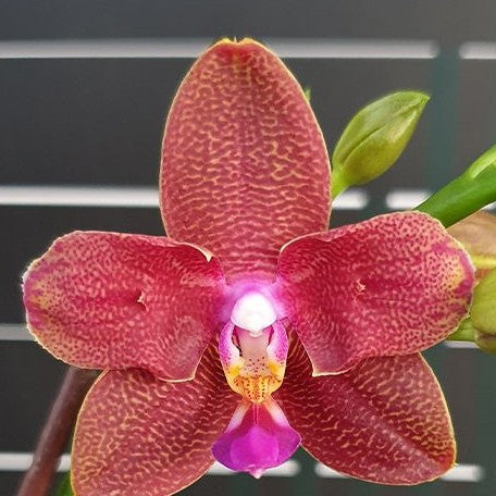 Phalaenopsis Zheng Min Parakeet '3108' (peloric 2 eyes) 2.5"