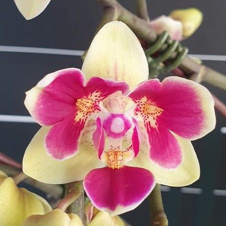 Phalaenopsis Sogo Yellowtris (peloric 3 lips) 2.5"