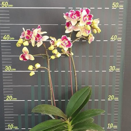 Phalaenopsis Sogo Yellowtris (peloric 3 lips) 2.5"