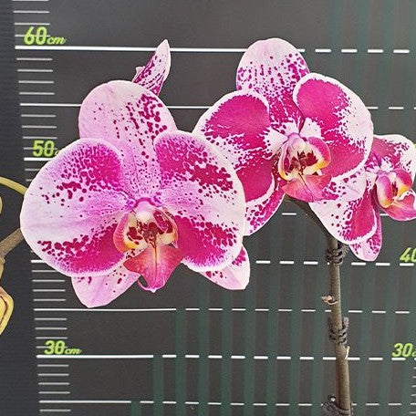 Phalaenopsis Miki Cheongsam '68' 2.5"