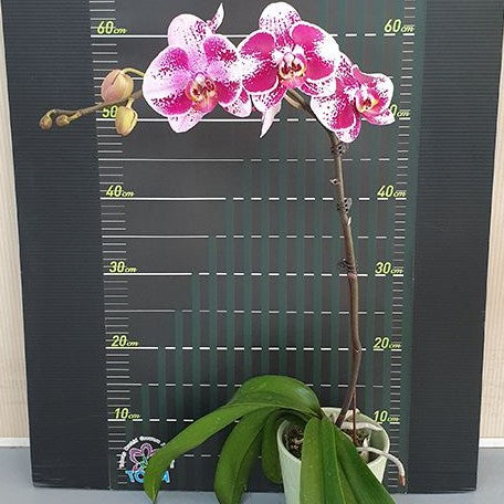 Phalaenopsis Miki Cheongsam '68' 2.5"