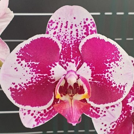 Phalaenopsis Miki Cheongsam '68' 2.5"