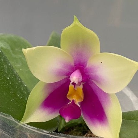 Phalaenopsis bellina × sib 2.5" Fragrant