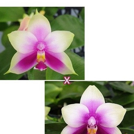 Phalaenopsis bellina × sib 2.5" Fragrant