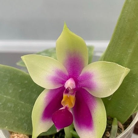 Phalaenopsis bellina × sib 2.5" Fragrant