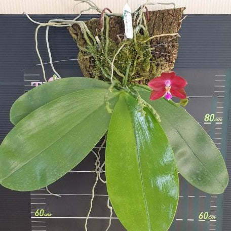 Phalaenopsis LD's Bear King 'RK 4' 2.5" Fragrant