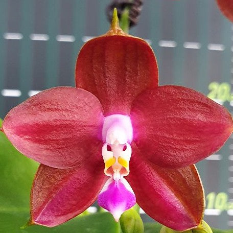 Phalaenopsis LD's Bear King 'RK 4' 2.5" Fragrant